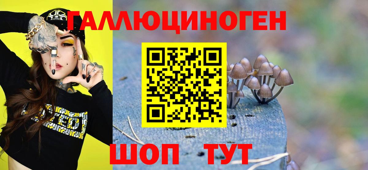 Богородицк  Псилоцибиновые грибы Cubensis  Вход с VPN 